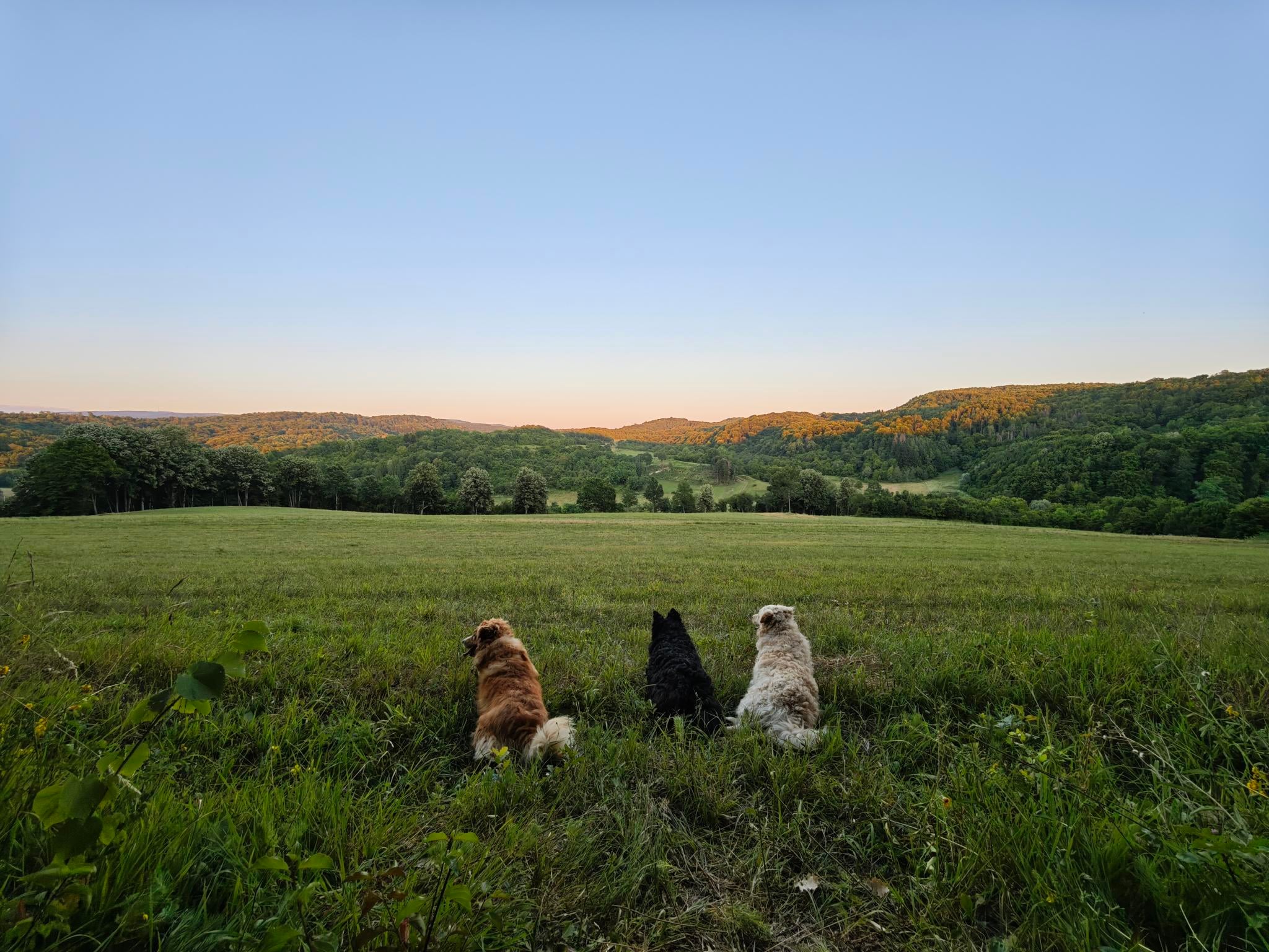 Drie honden zitten in het hoge gras van een weiland en kijken uit over glooiende, beboste heuvels in het laatste licht van de dag
