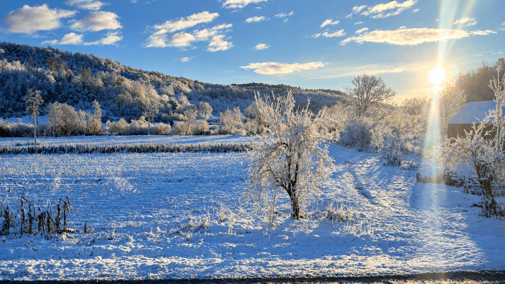 Een besneeuwd veld met berijpte bomen en een beboste heuvelrug, met de lage winterzon rechts door de takken