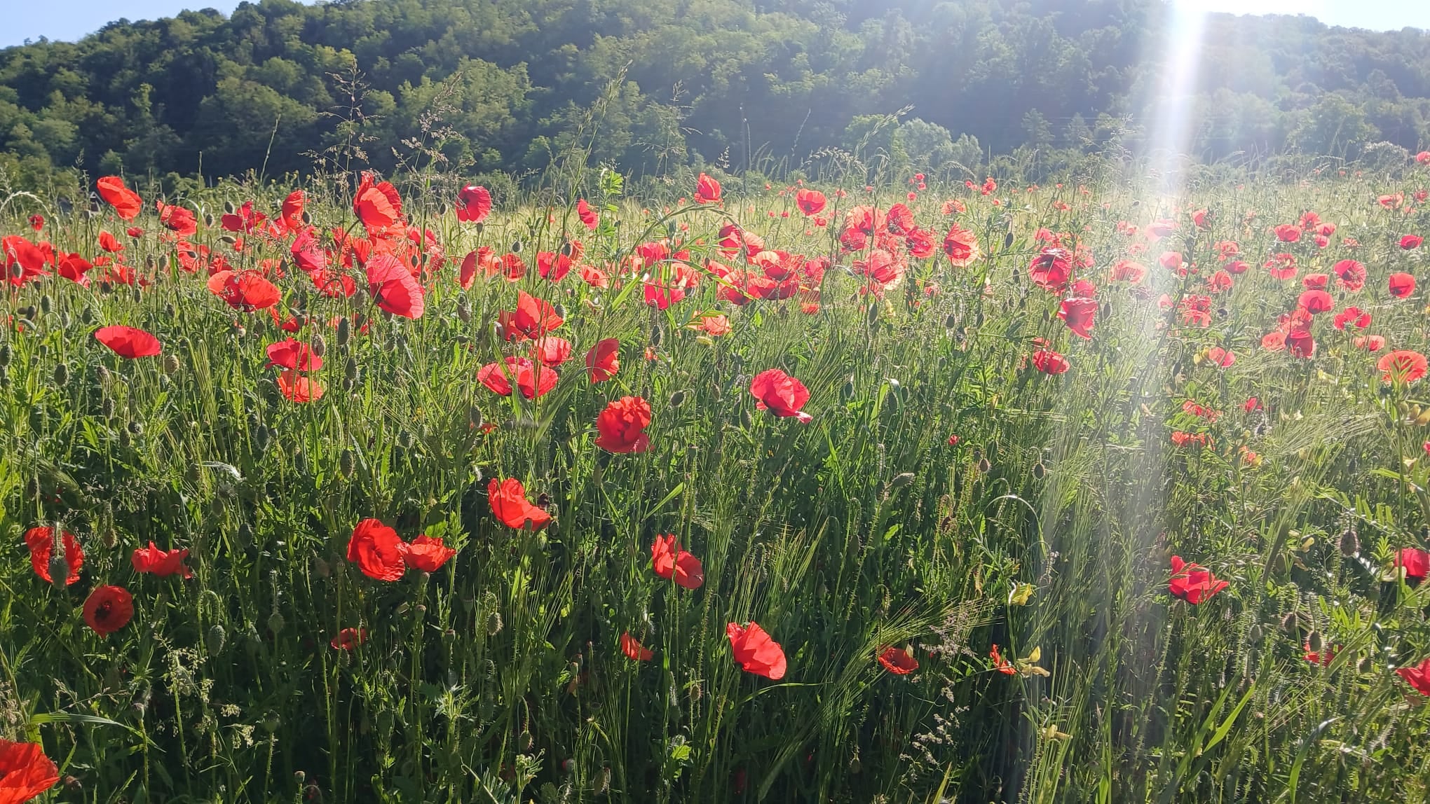 Een veld vol rode klaprozen tussen hoog gras, met tegenlicht van de laagstaande zon en een beboste heuvel op de achtergrond